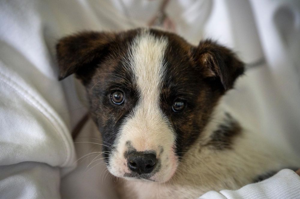 6 cachorros com 2 meses procuram família para a vida