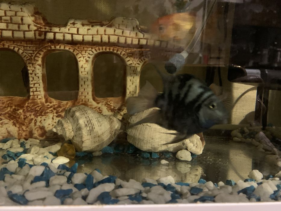 Рибки сапфіровий попугай