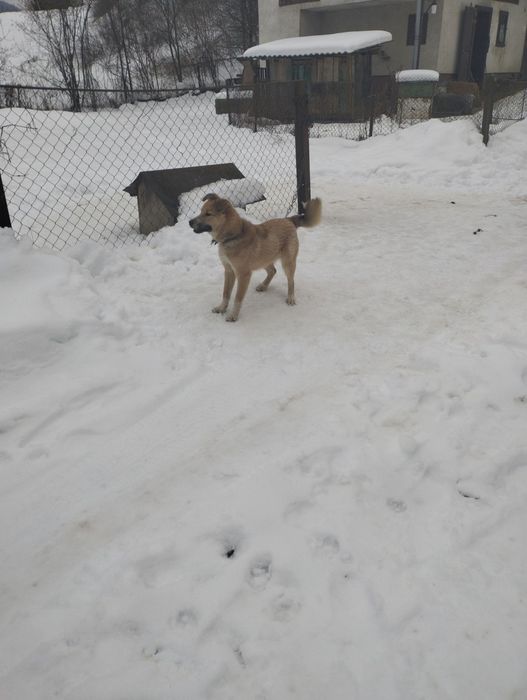 Віддаю песика в добрі руки