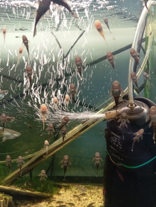 Młode zbrojniki - glonojady- promocja