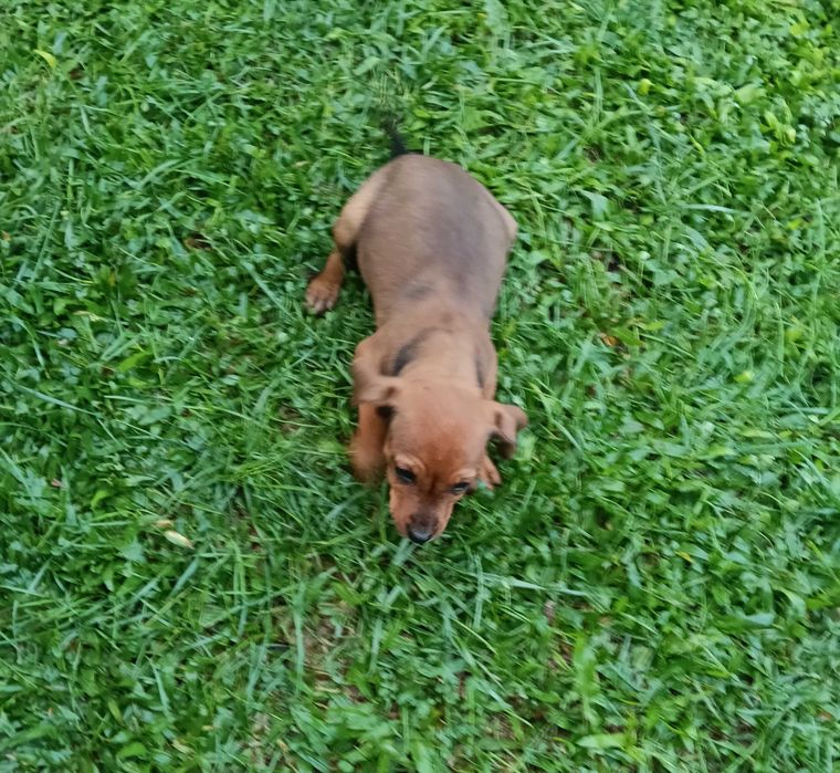 Pinscher macho castanho