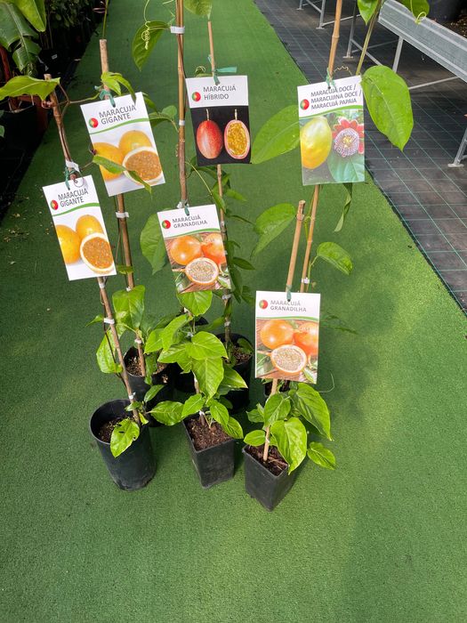 Maracujás várias variedades