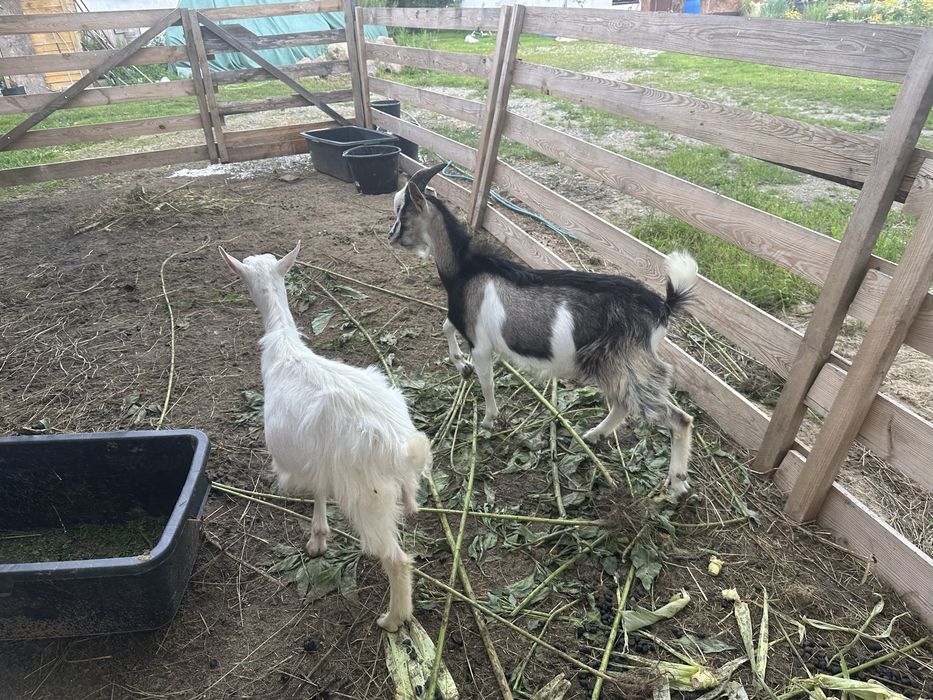 Koziołki po mlecznych matkach