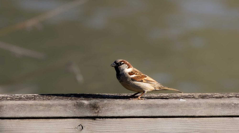 Objetiva Canon 70-300 IS NANO USM - NOVA