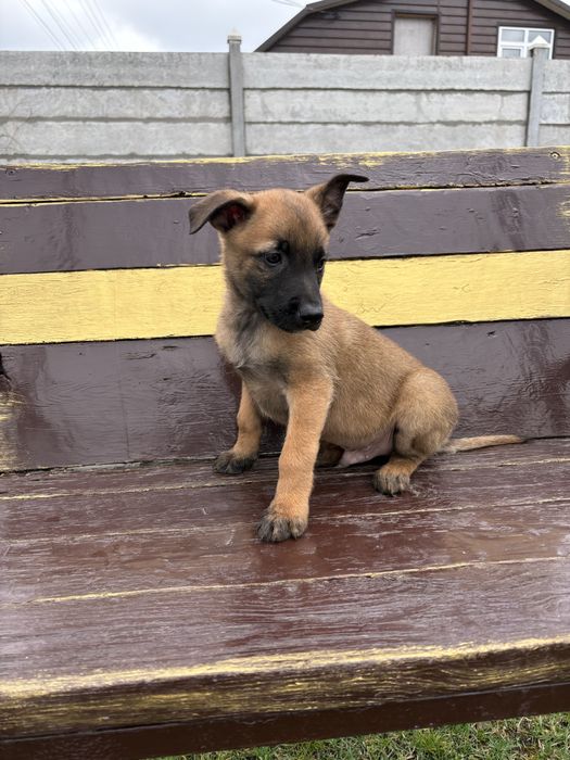 Продам щенят бельгійської вівчарки(малінуа)