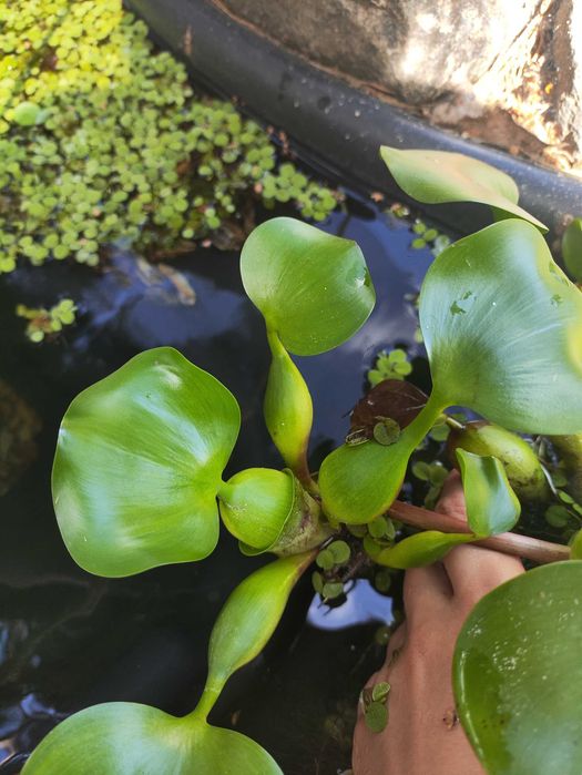 Водні плаваючі  рослини Сальвінія та гіацинт для акваріума та ставка