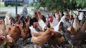 Kury Nioski ROSA 1 kurki kolorowe Dominant Leghorn Messa z jajkiem