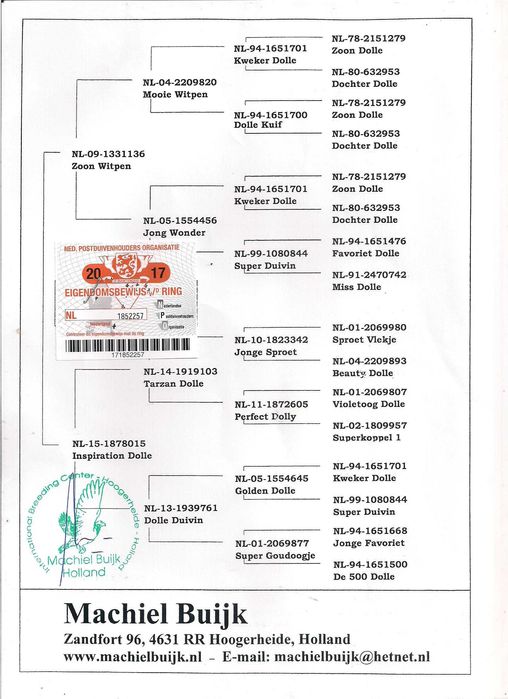 Młode Ardeny Org M. Buijk Para 135 gołębie pocztowe gołąb daleki dysta