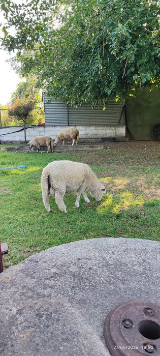 Borregos machos para venda