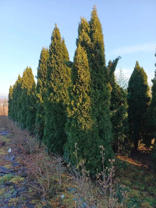 Krzewy wyprzedaż 30-150zł