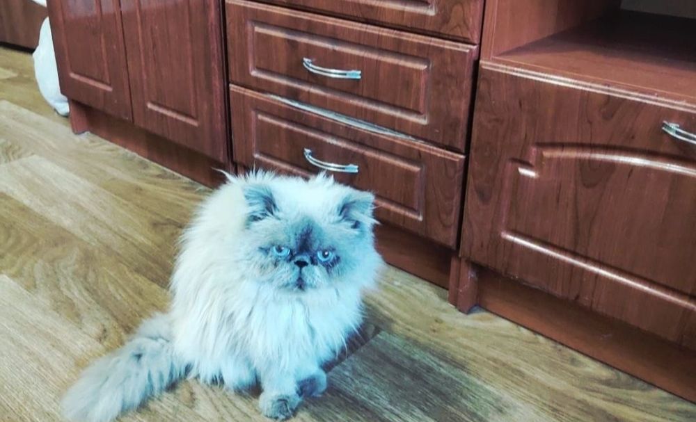 супер котики срочно