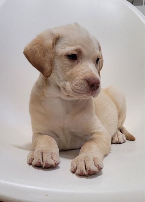 Labrador femea 2 meses