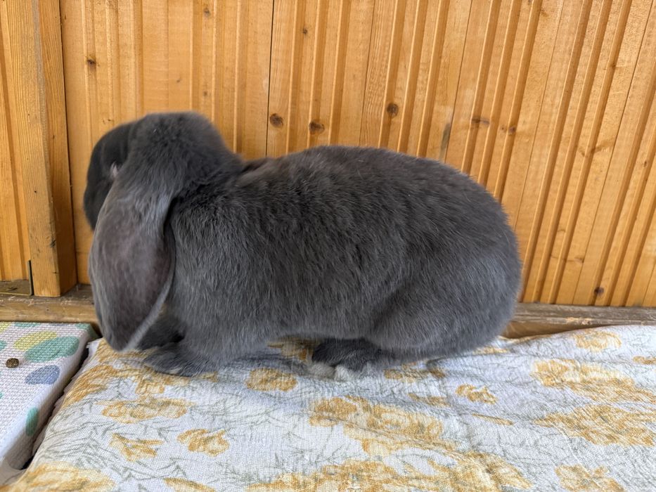 Samica baran francuski niebieski rodowód