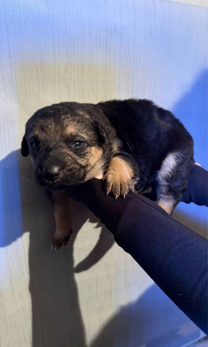 Продаются щенки — немецкой овчарки метисы