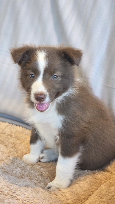 Border Collie Chocolate Fêmea (Olhos Verdes Azulados)