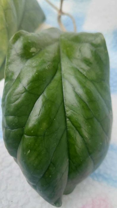 Hoya Viola. hoja.