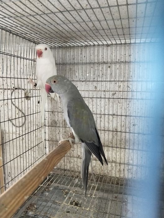 Casal ringnecks 2025