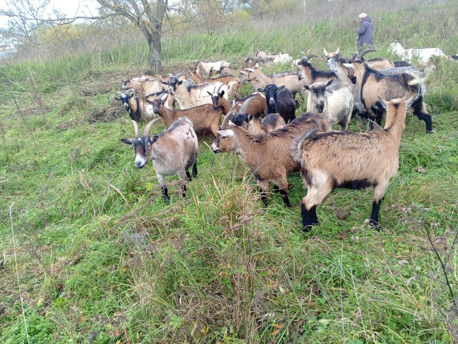 Продам стадо ціна договірна