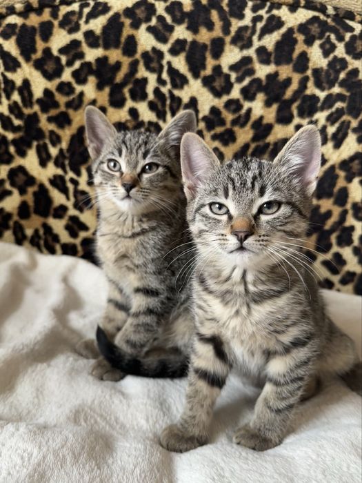 Шотландські кошенята , котята в добрі руки