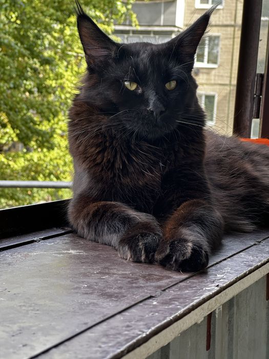 Отдам в добрые руки Мейн - Куна