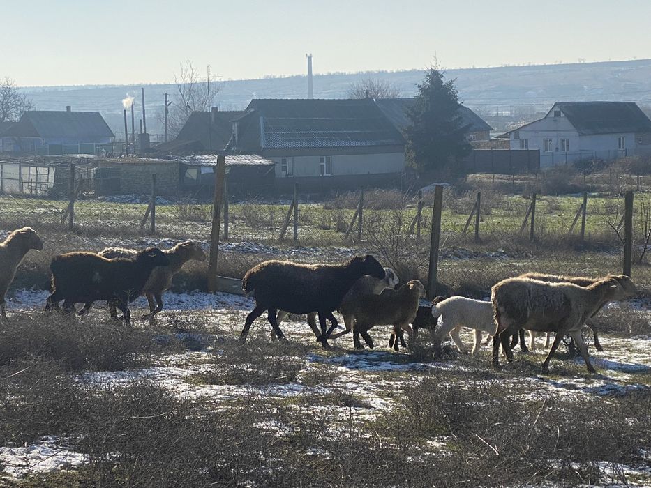 Срочно продам овец курдючной породы