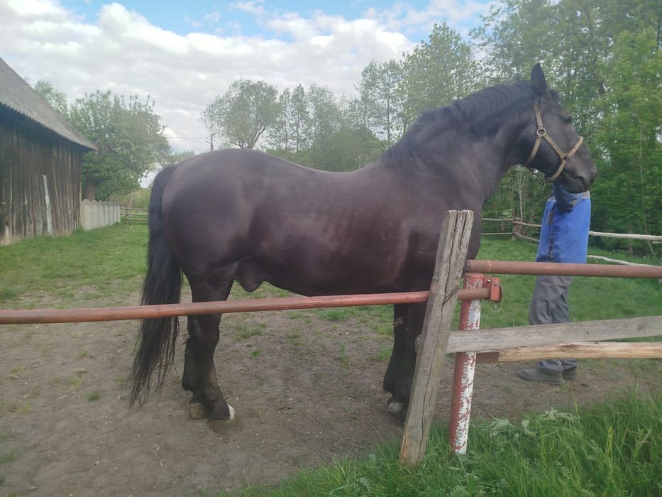 Ogier koń rasy Śląskiej