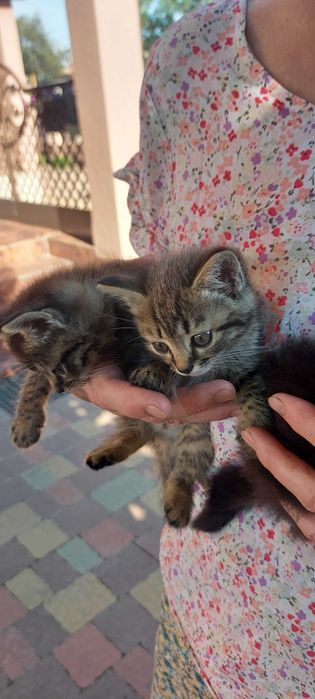 Віддам кошенят в добрі руки безкоштовно