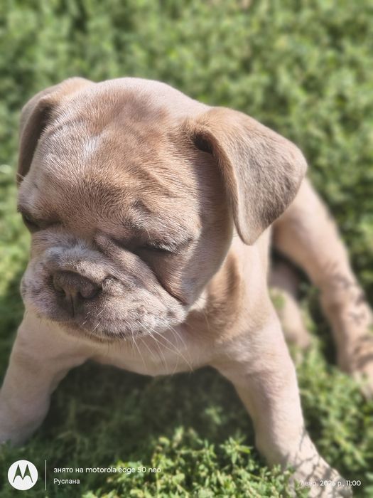 Голубоока дівчинка