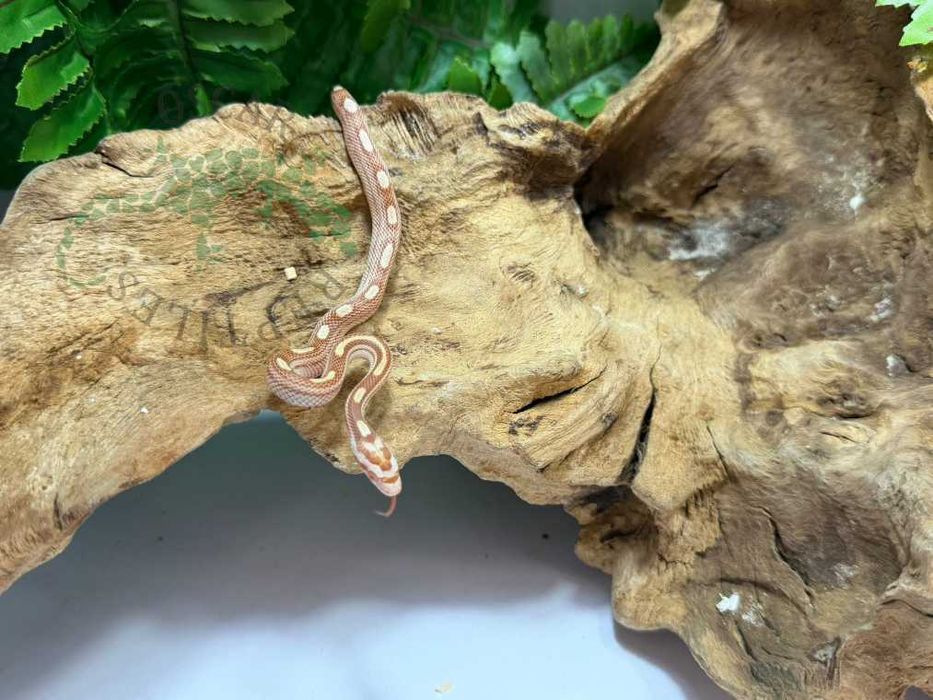 Wąż zbożowy węże zbożowe Warszawa