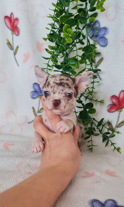 Excecional mini menino Chihuahua/Chiuaua de Qualidad,LinhagemRussa