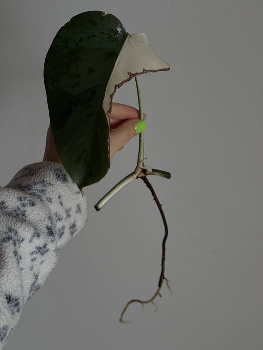 HALF MOON монстера альба