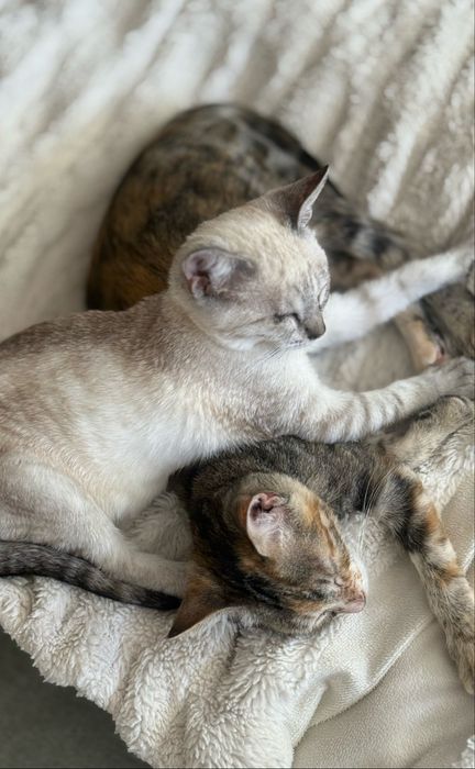 Duas gatas para adoçao