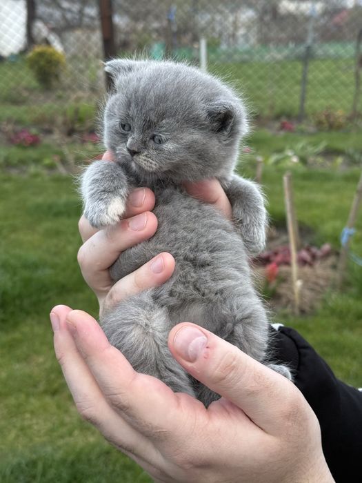 Милі кошенята шотландці