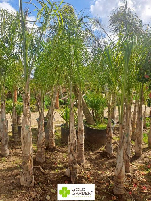 Coqueiros a partir de 1,50m de tronco!