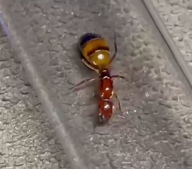 Эксклюзивные муравьи Camponotus reichardti – купить с большой фермой