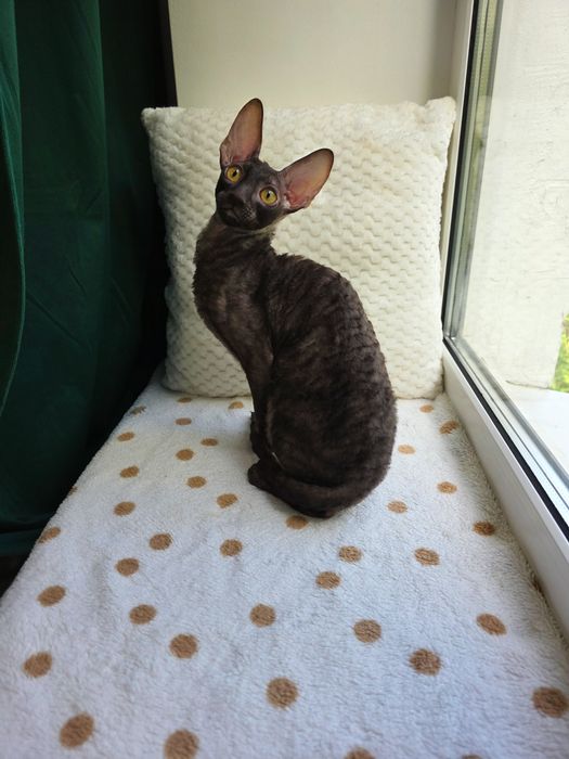 Кучерявий котик Корніш рекс