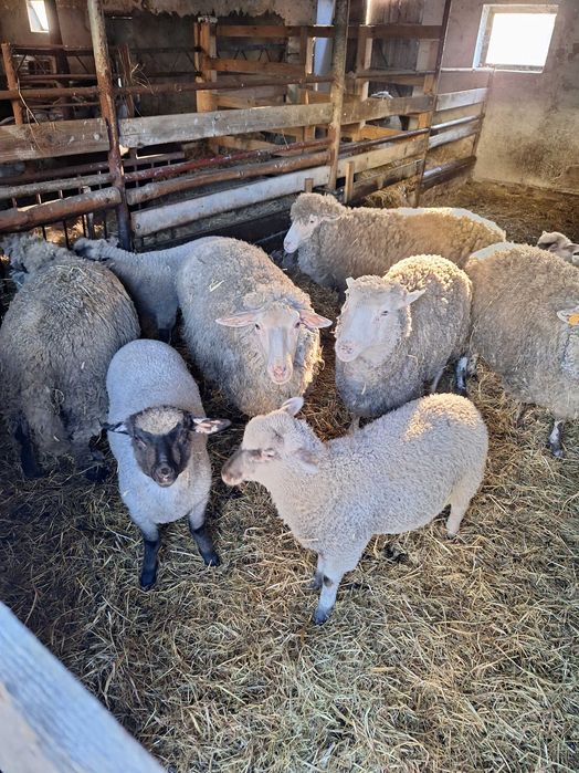 Owce sprzedam stado 11 sztuk