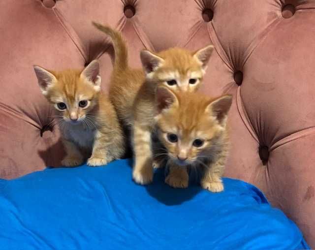 кошенячий бум! Кому рижиків?