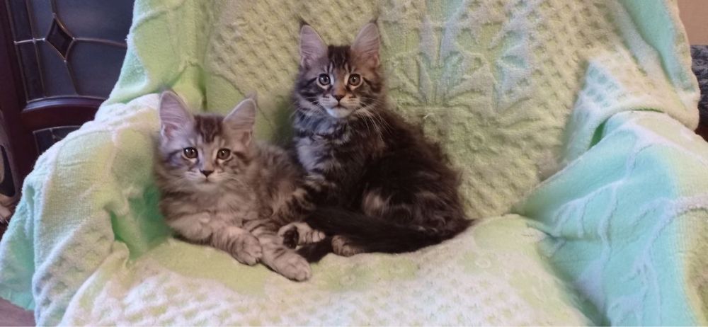 Чистокровные котята породы Мейн-Кун