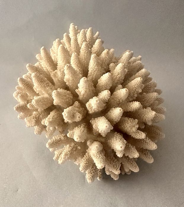 Coral antigo  Acropora Humilis .
