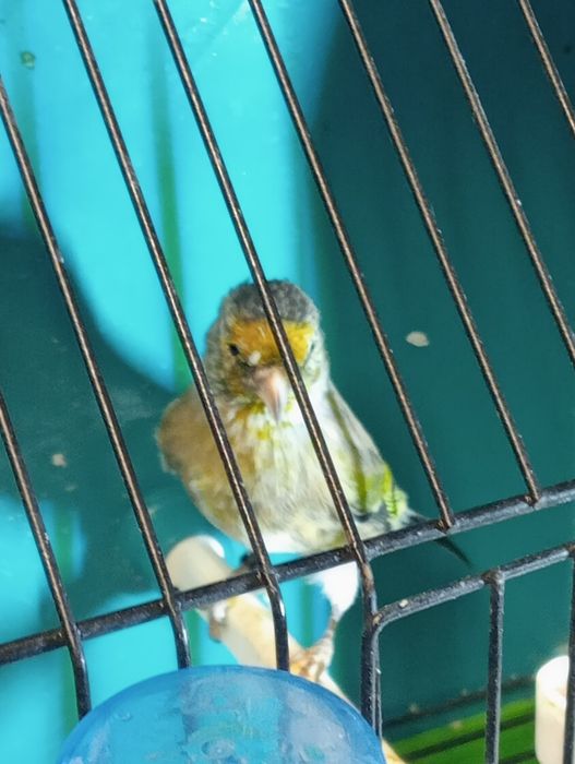 Híbridos /Mestiços