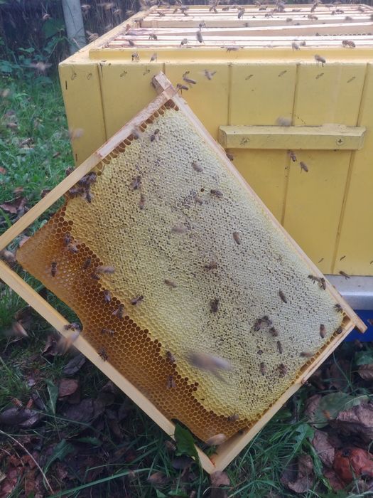 Pszczoły - Sprzedam Silne Rodziny