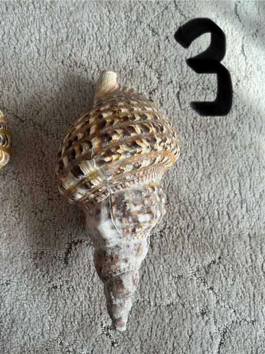 Muszla Trytona dekoracyjna