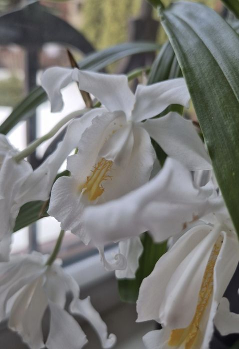 Орхидеи:спатифилум Diamond,Rodridenia Woon Leng’s Red Gem;Целогина Кристата от 550
(Paph.