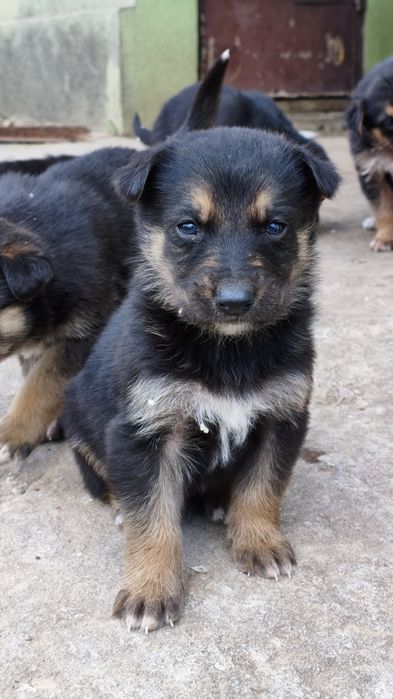 Цуценя німецької вівчарки