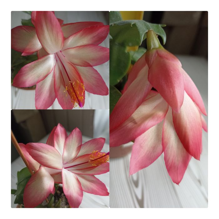 Шлюмбергера різдв'яник Frony