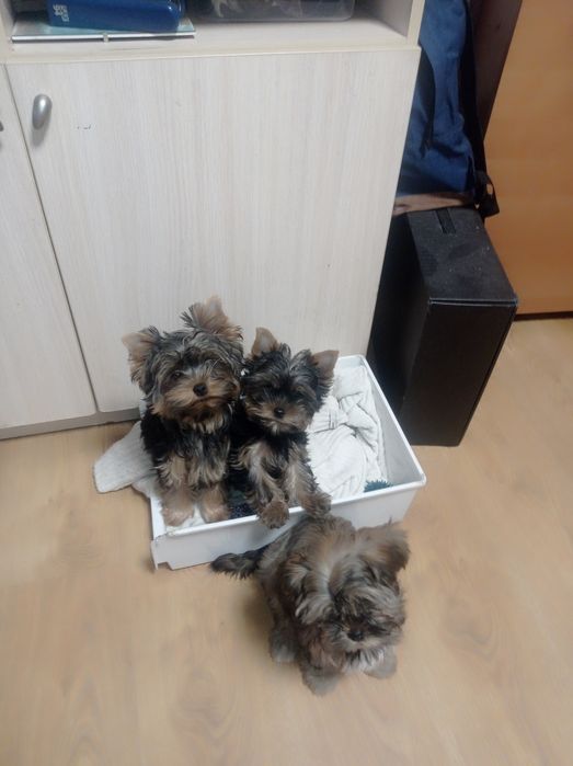 Йоркширский терьер, бебифейс, девочка, мини, Киев