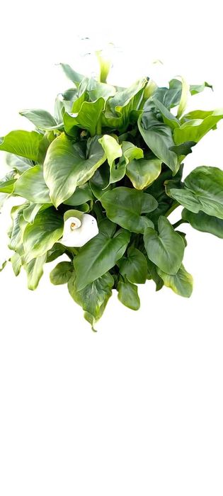 Planta jarro branco lirio calla, zantedeshia