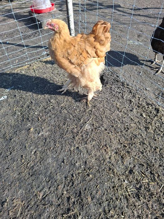 Sprzedam  Gęsi hołmogory Gęś landes kury Kochin olbrzymi