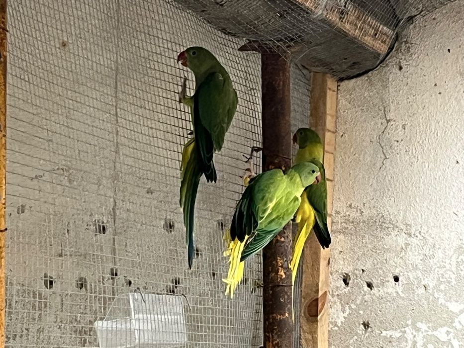 Femea Ring Neck verde violeta Cleartail Opalino